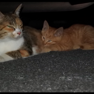 茶虎ちゃん里親募集です(>_<)