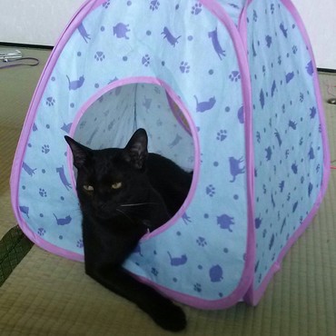 の写真