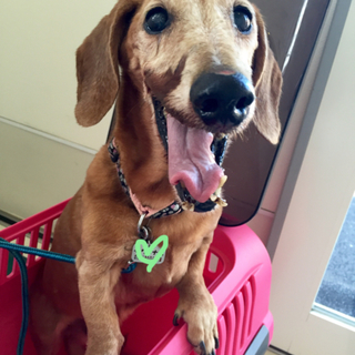 どこまでもついて行きます！なゴウくん