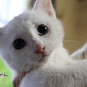 オッドアイの白猫の男の子、くーちゃんです。