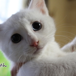 オッドアイの白猫の男の子、くーちゃんです。