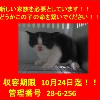 ☆可愛い可愛い子猫ちゃん3兄弟☆