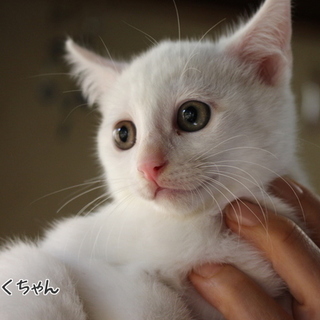 白子猫の男の子、くくちゃんです。