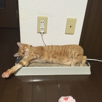 セイジ