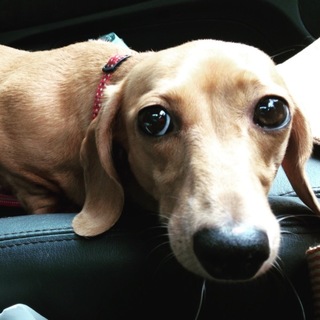 恥ずかしがり屋なスムースダックス★ヴァネッサ