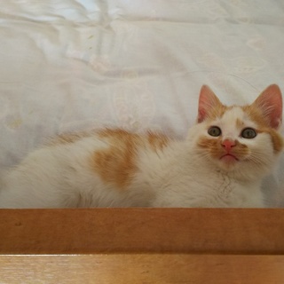 ちょっとユニークな柄の茶白の男の子