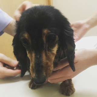 大人しくて控えめな甘えん坊カニンヘン★アビー