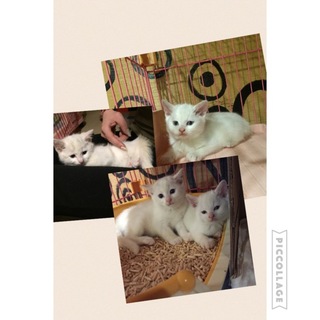 フワフワ丸顔2人姉妹