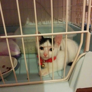 可愛い白黒の兄妹達です！