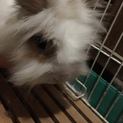 可愛い白ライオンラビットです！