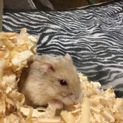 珍しいキャンベルハムスターです。