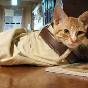 ヤドカリになったリン