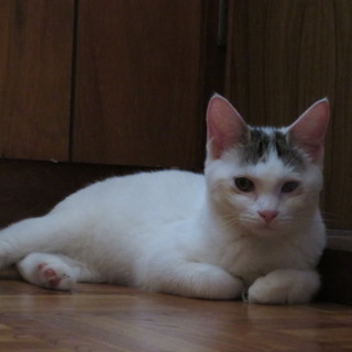 私のおうちはどこですか？