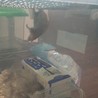金網を懸垂するももちゃん(；´Д｀)