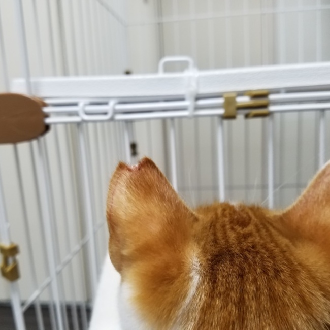 武蔵村山さくら猫の会＆ポチ蔵のカバー写真