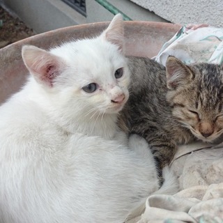 地域猫の出産した子猫です
