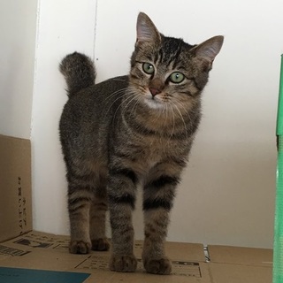 里親決定。こねちゃんワクチン済