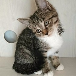 急遽開催！子猫成猫たくさんいます！