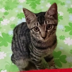 急遽開催！子猫成猫たくさんいます！ サムネイル3