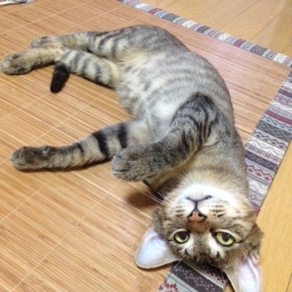動画あり！甘ったれムサシ