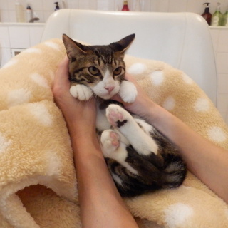 生後5ヶ月♂キジ白