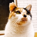 三毛さん 素敵な里親さんに巡り合えました！