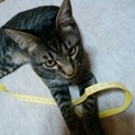 しっぽを怪我して切断した子猫の虎之助