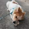 ポメラニアン４ヶ月 サムネイル2