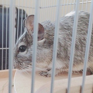 デグーの里親募集（10か月／♂）