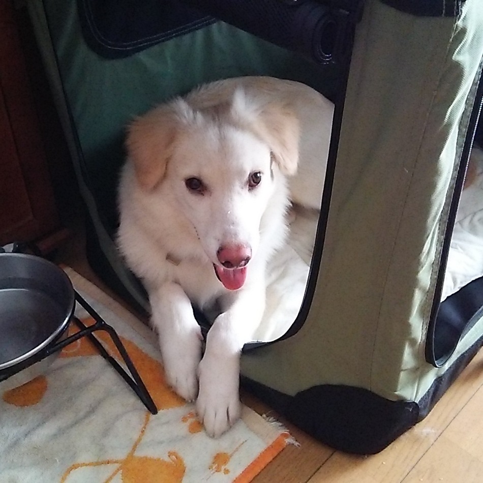 すもものカバー写真