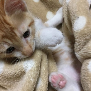 里親さん決定しました。ありがとうございます。