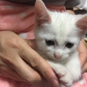 里親さん決定しました。ありがとうございます。