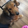 おはよーアルフェ
