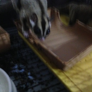 フクロモモンガの親子