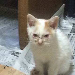 2匹の子猫