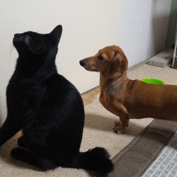 夜ごはんを待つふたり