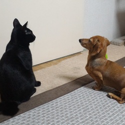 「夜ごはんを待つふたり」サムネイル2