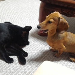 「夜ごはんを待つふたり」サムネイル3