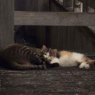 ふわふわ三毛子猫です。里親さん見つかり次第保護予定
