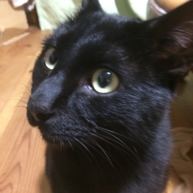 くろねこたまごのカバー写真