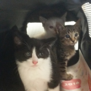 皆、とても可愛いです(^-^)