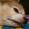 とろーり