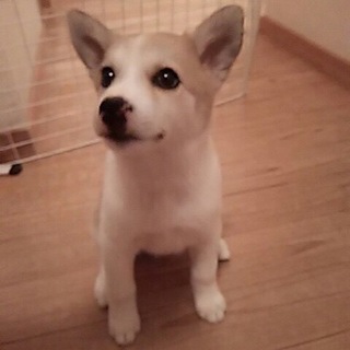 お茶目で可愛らしい マナちゃん！ニカ月