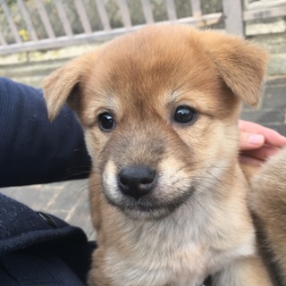 愛くるしい表情の「あずき」ちゃん