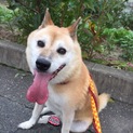 ハッサクと、申しますであります！！！