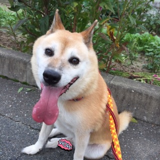 ハッサクと、申しますであります！！！