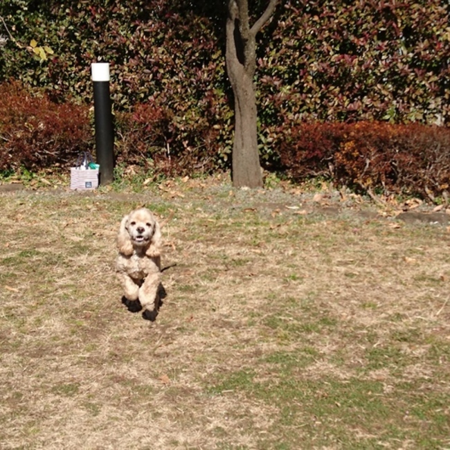 ショコラとシェリーのカバー写真