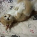そっくり茶白ちゃん、メス２匹