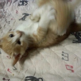 そっくり茶白ちゃん、メス２匹