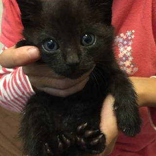生後1カ月♡可愛い黒猫 男の子